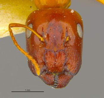 Media type: image;   Entomology 8725 Aspect: head frontal view